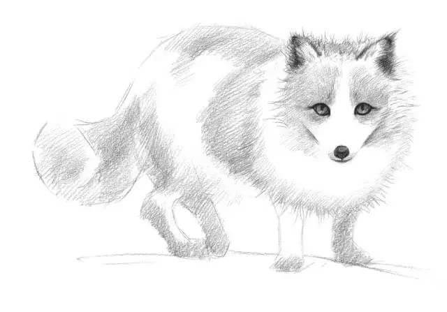 成都艺术培训班李老师手把手教你画一幅素描雪狐，不能错过~